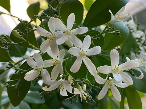 種茉莉花|ジャスミン(茉莉花)の育て方｜植え替えや剪定のコツ 